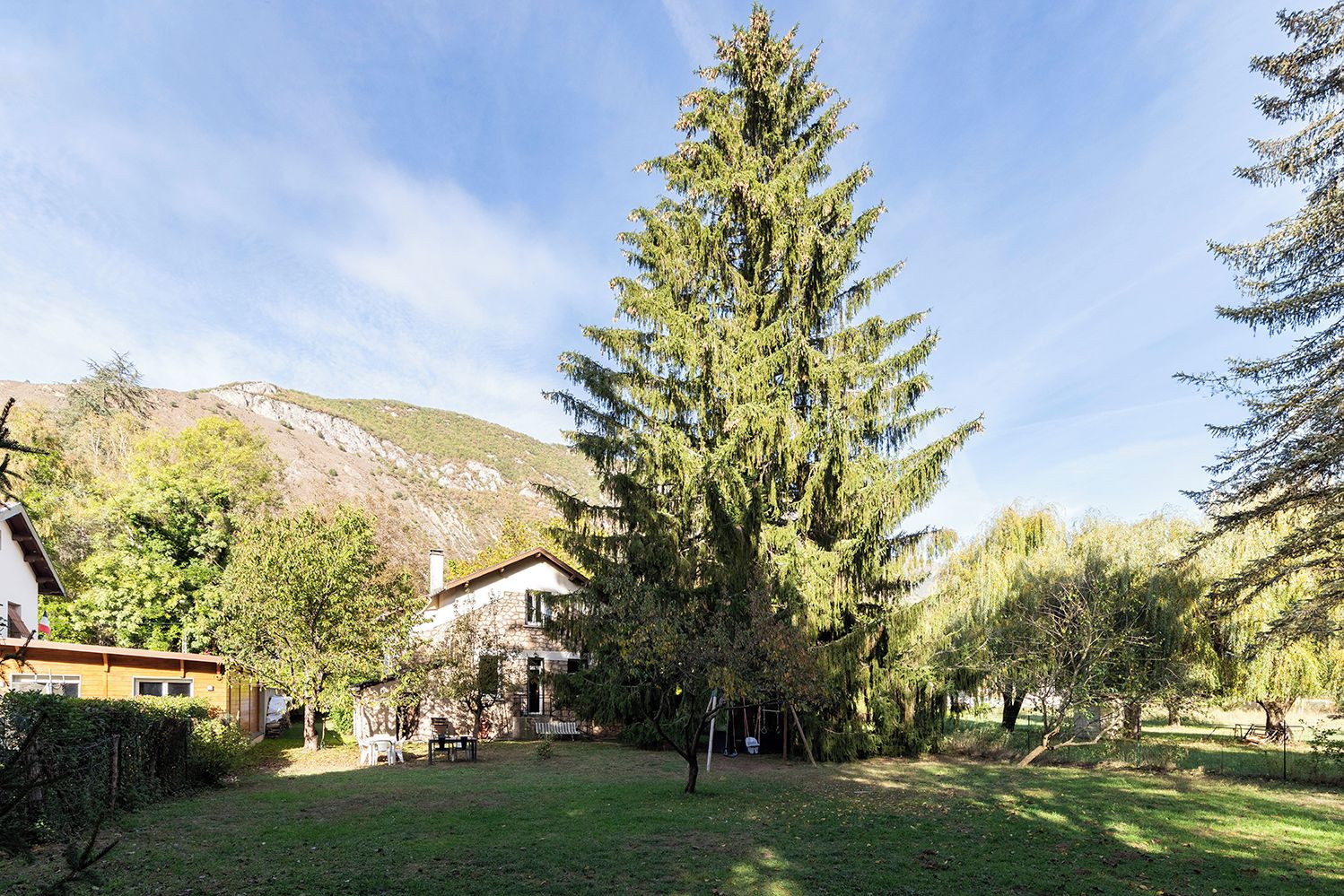 A residential area with a large coniferous tree, a stone building, and a mountain in the background.
