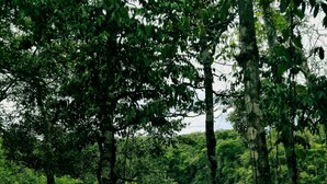 A dense forest with tall trees and a calm lake. - Santuario Zona Lacandona (Ocosingo)