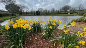 A pond with yellow daffodils in the foreground and a cloudy sky in the background. - Heron Lodge, Hot Tub, Woodburner (Exeter)