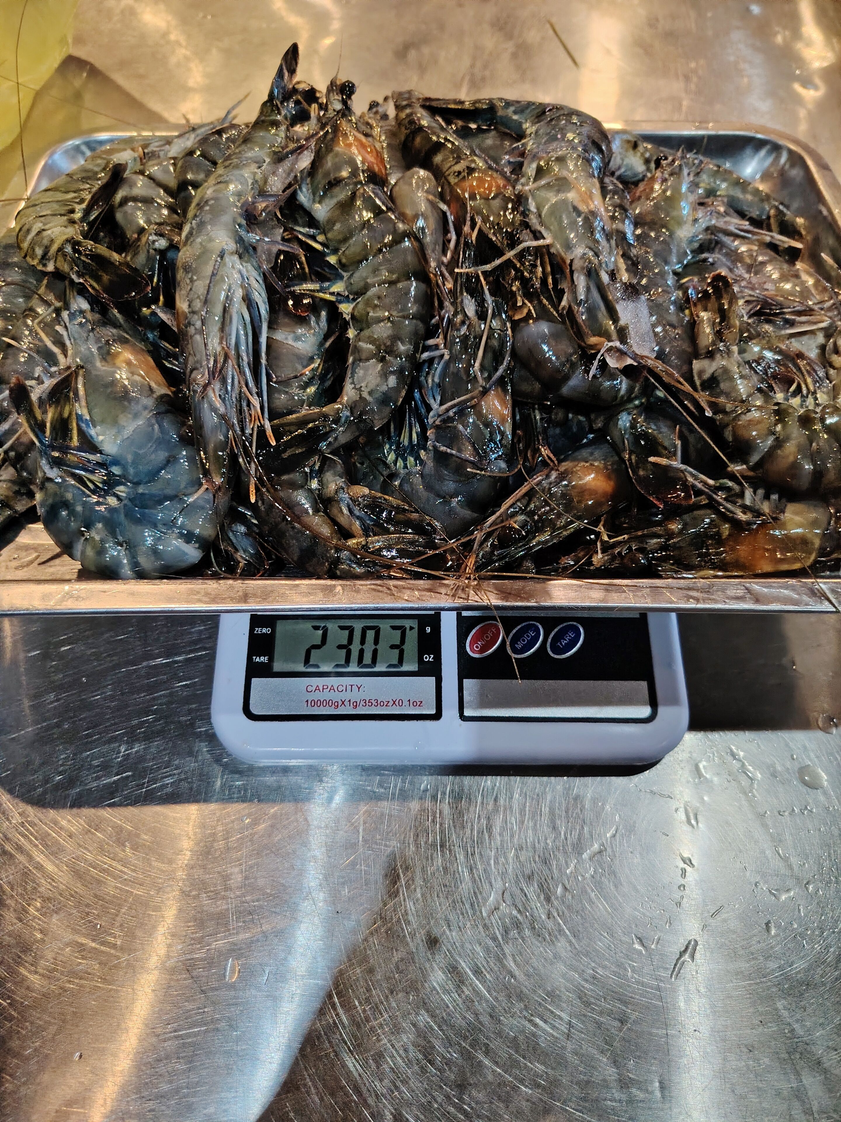 A digital scale with a tray of live lobsters.