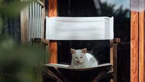 Un gato blanco sentado en una silla de madera con un cojín blanco, sobre una terraza de madera con una barandilla metálica al fondo.