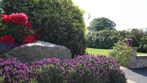 A landscaped garden with a large rock, red flowers, and purple flowers.