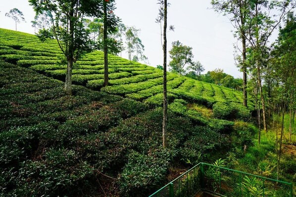 Property grounds - Fabulous Vintage stay in Munnar (Munnar)