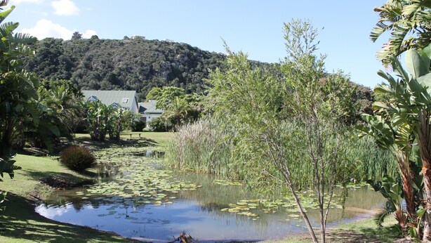 Um lago tranquilo com folhas de nenúfar, rodeado por vegetação exuberante e uma casa ao fundo.