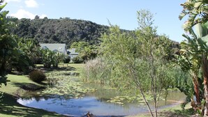 A serene pond with lily pads surrounded by lush greenery and a house in the background. - River Club 4216 (Plettenberg Bay)