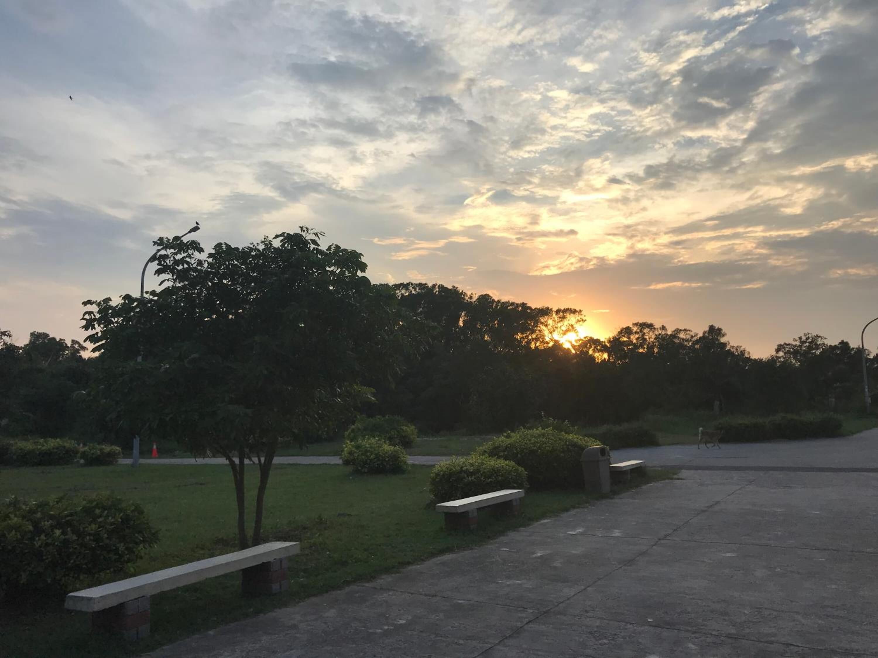 A park with a bench, a paved walkway, and trees.