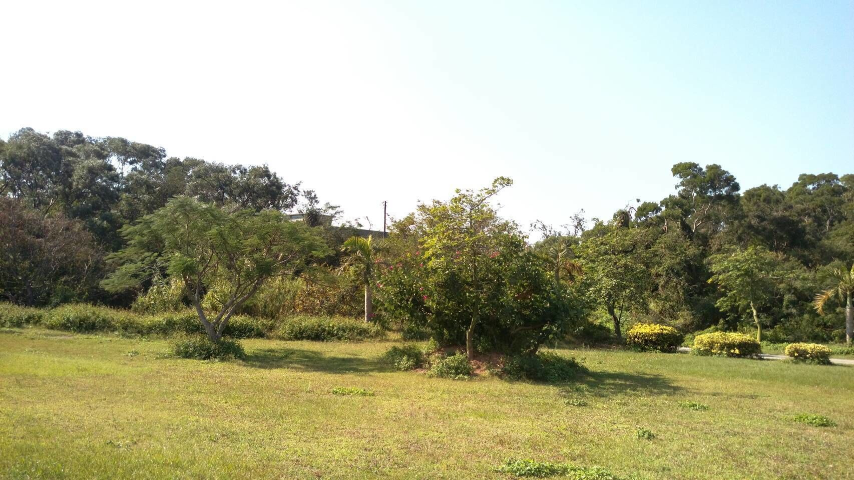 Un campo cubierto de hierba con árboles y arbustos dispersos.