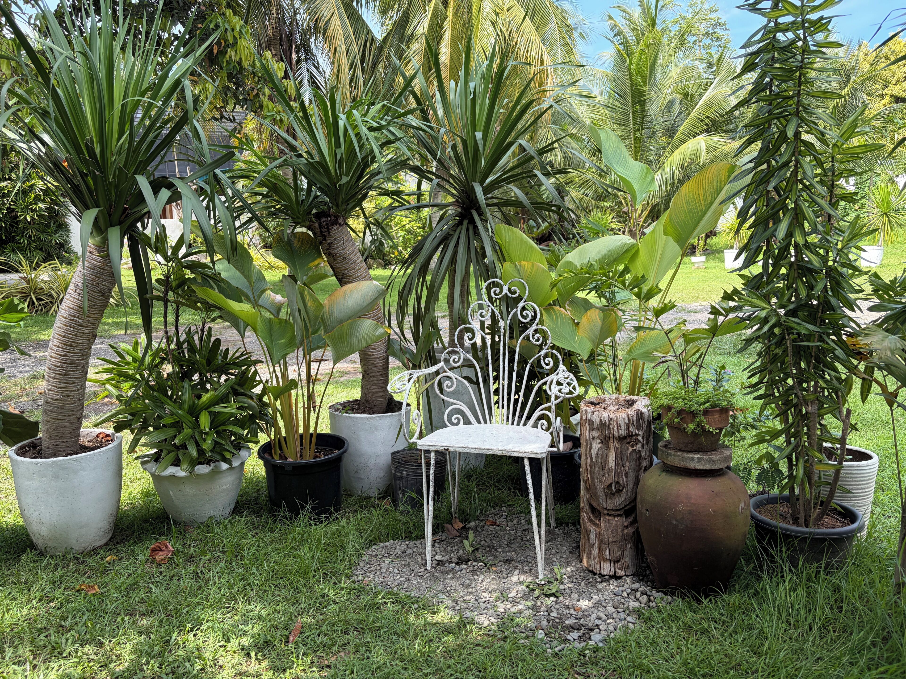Un jardin agrémenté de différentes plantes en pot et d’une chaise en métal.