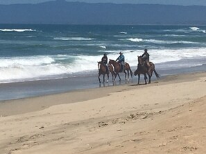 On the beach, sun-loungers, beach towels - 3 Bedroom Ocean Front (sleeps 6) (Castroville)