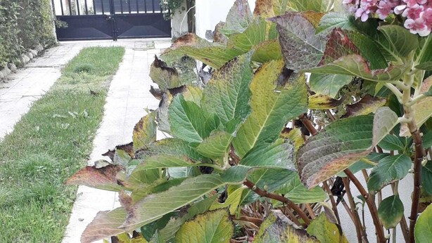 A garden with a pathway, a black gate, and a plant with hydrangea flowers. - Backpackers Hostel Fonte da Telha (Almada)