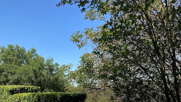 A hot tub surrounded by lush greenery and trees. - Sip, Swim, Sleep Soak,Escape! Lodi wineries minutes away (Lockeford)