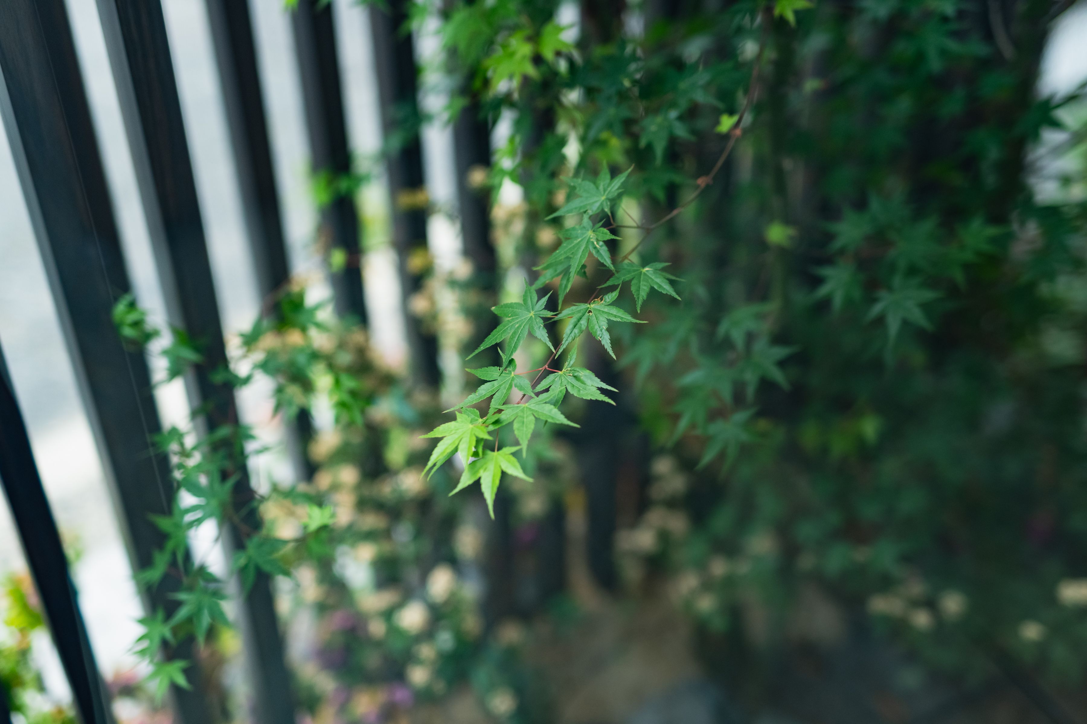Primer plano de hojas verdes en una planta, con un fondo desenfocado de una estructura de madera.