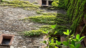 Um edifício de pedra coberto por hera, com uma pequena janela e uma porta.