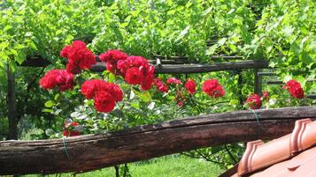 Khuôn viên nơi lưu trú