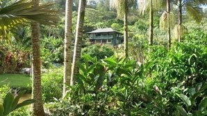 Un jardin tropical luxuriant, avec de grands palmiers et un feuillage dense.