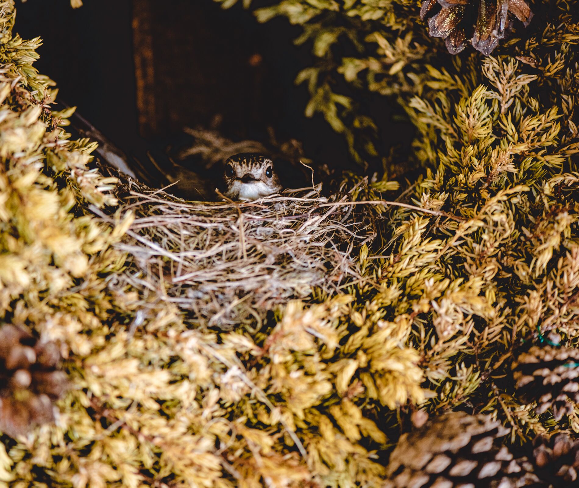 Ein Vogelnester mit einem Jungvogel in einer natürlichen Umgebung mit dichtem Grün.