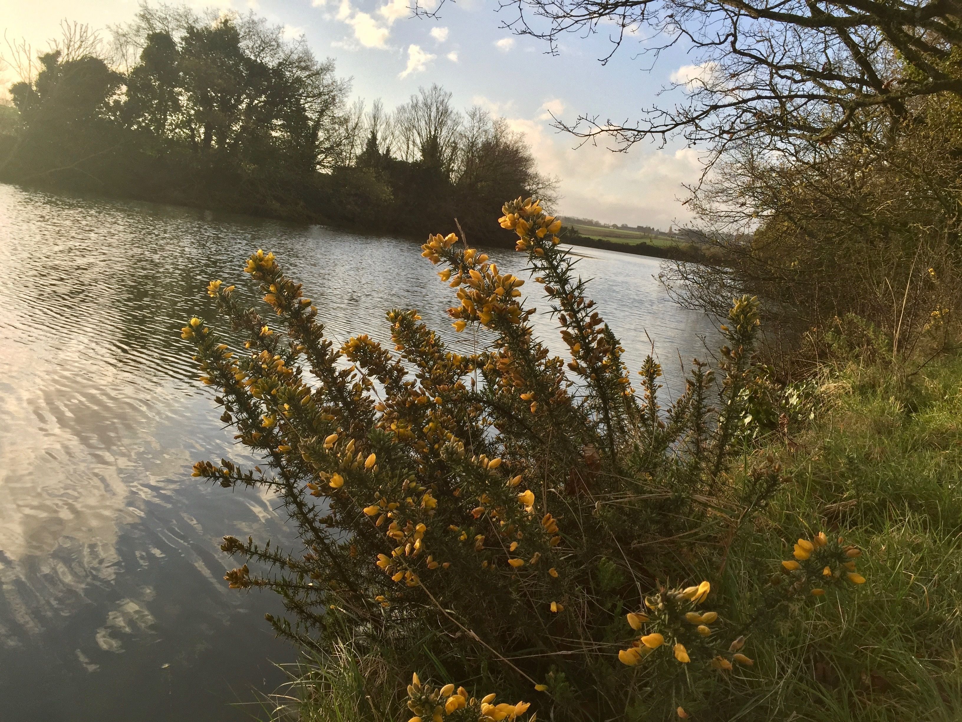 Un fiume tranquillo con fiori gialli in primo piano e alberi sullo sfondo.
