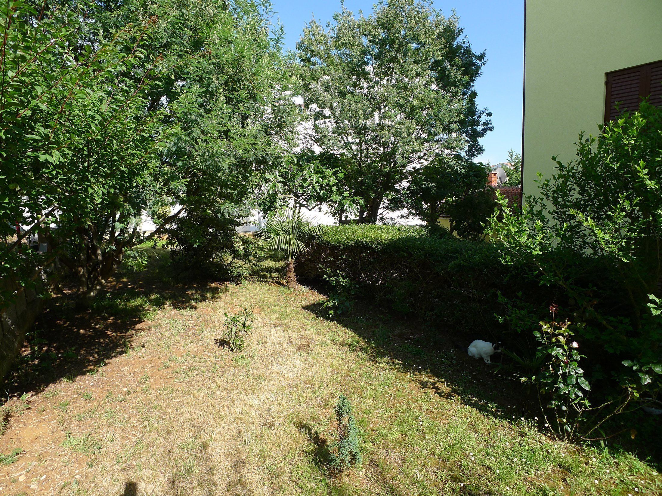 Een tuin met verschillende bomen en struiken, een klein pad en een wit gebouw op de achtergrond.