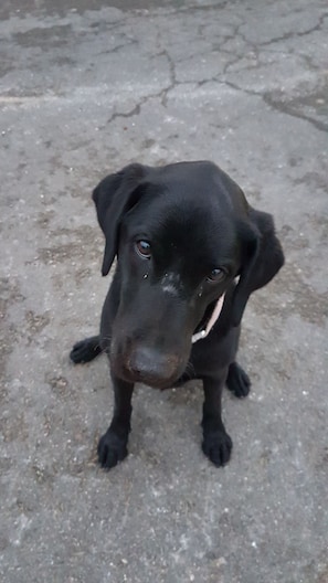 Aceita animais de estimação