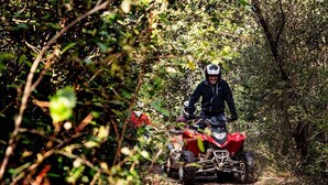 Eine Person fährt mit einem roten Quad auf einem schmalen Waldweg.