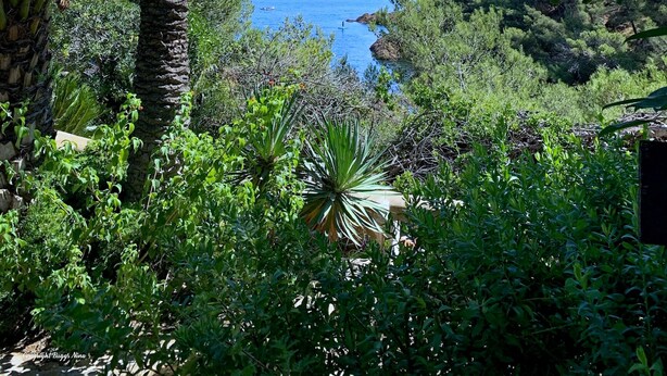 A coastal landscape with dense greenery, a palm tree, and a view of the sea.
