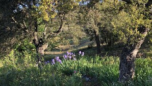 A natural landscape with trees, grass, and purple flowers. - Provencal retreat. Maures & Sea views. 12 persons ,special rate for up to 6 ps.  (Le Plan-de-la-Tour)