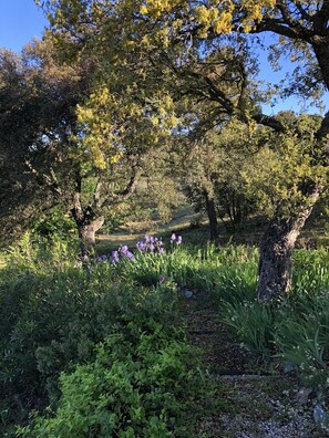 A natural landscape with trees, grass, and purple flowers. - Provencal retreat. Maures & Sea views. 12 persons ,special rate for up to 6 ps.  (Le Plan-de-la-Tour)