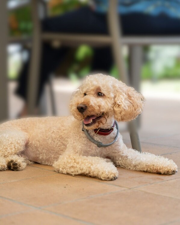 A poodle lying on a tiled floor with a metal chair in the background.