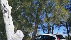 A white SUV parked in a wooded area with a large tree trunk in the foreground. -   "The Most Convenient Location To Vacation" (Governor's Harbour)