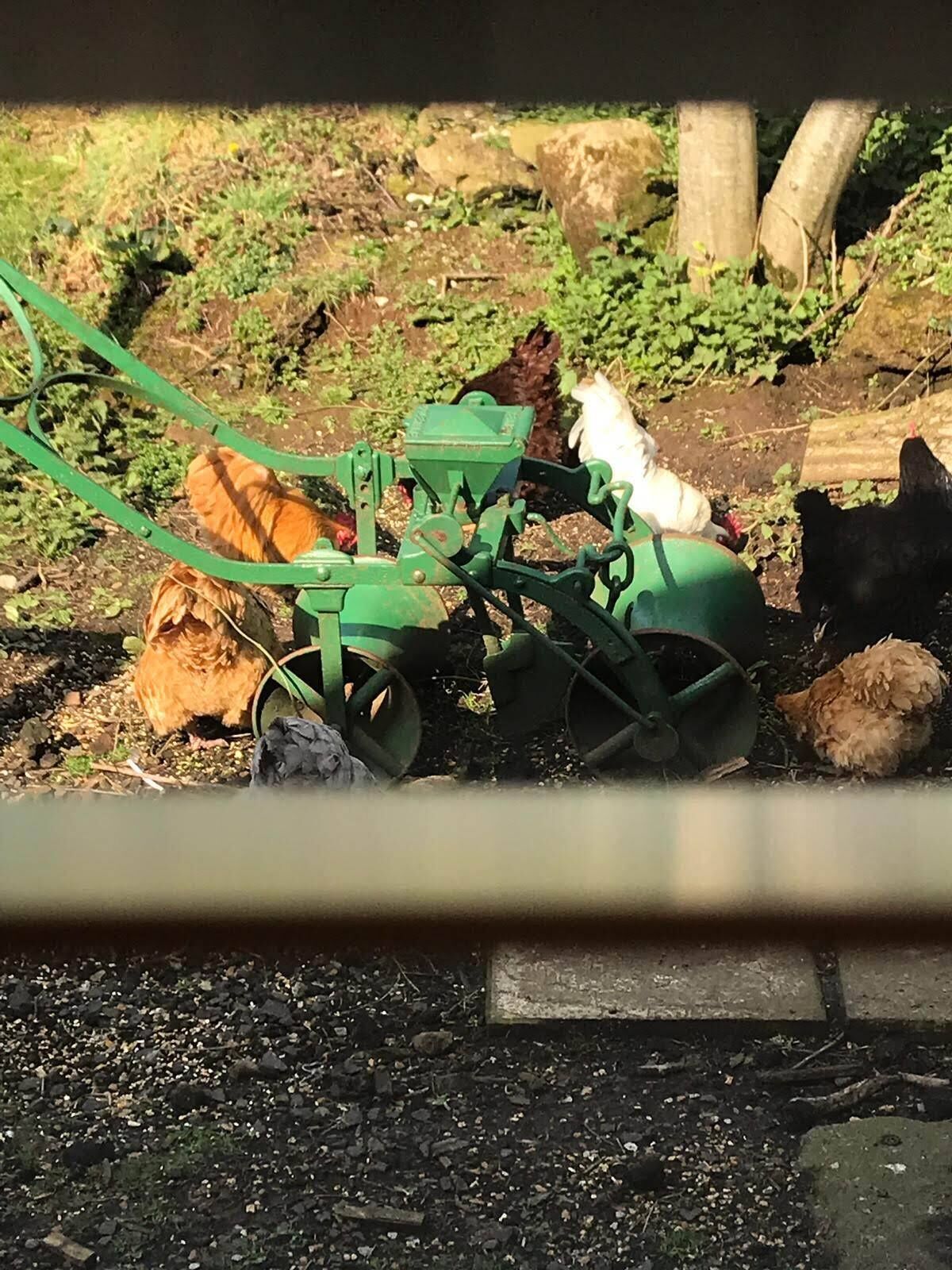 A green agricultural machine with chickens nearby.