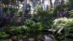 Een weelderige tuin met een vijver, omgeven door verschillende planten en bomen.