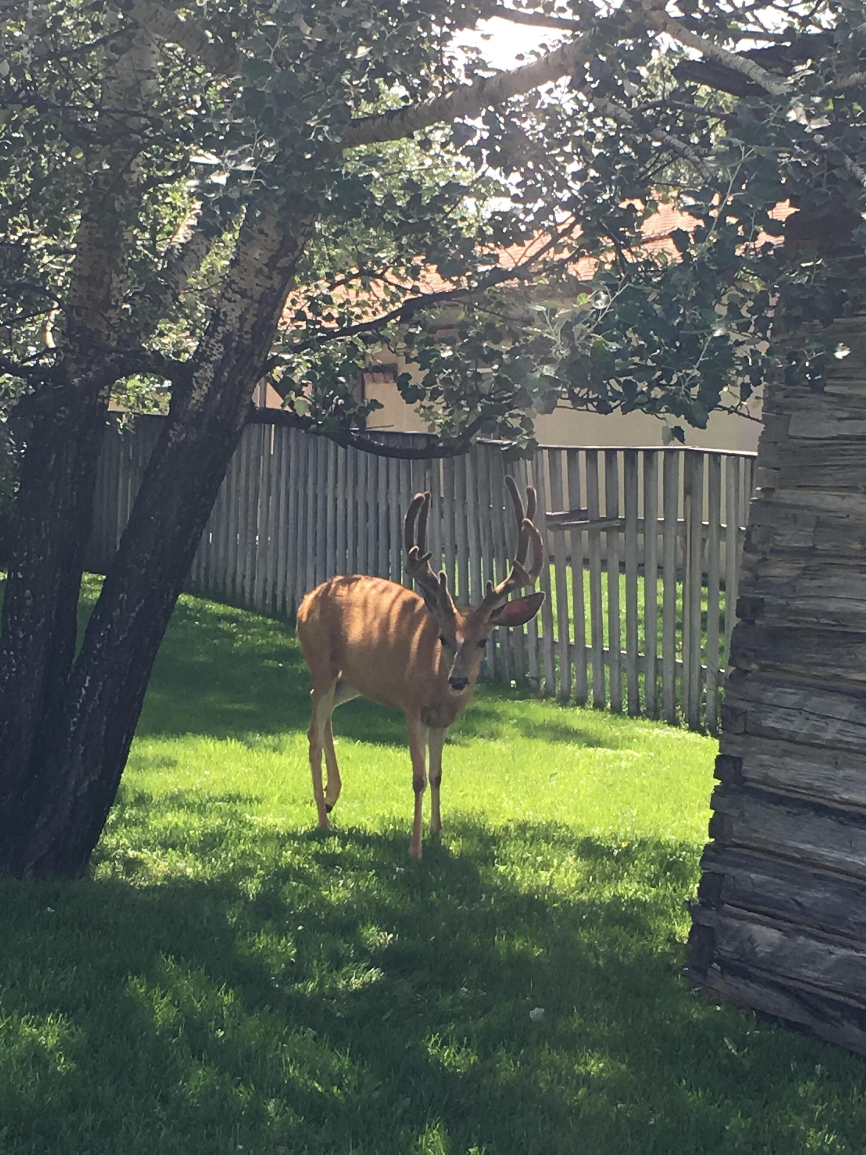 Property grounds