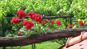 Viñedo con hileras de vides y rosales rojos en plena floración.
