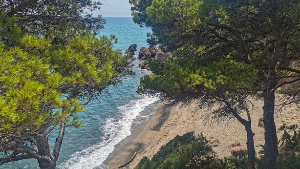 Paesaggio costiero con spiaggia sabbiosa, affioramenti rocciosi e fitti pini verdi.