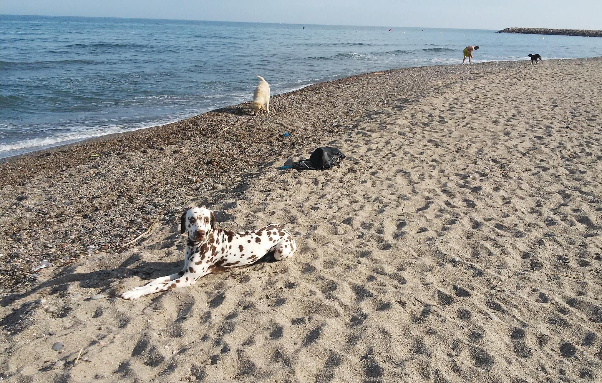 A beach with a Dalmatian dog lying on the sand, a black bag, and a rocky shoreline.