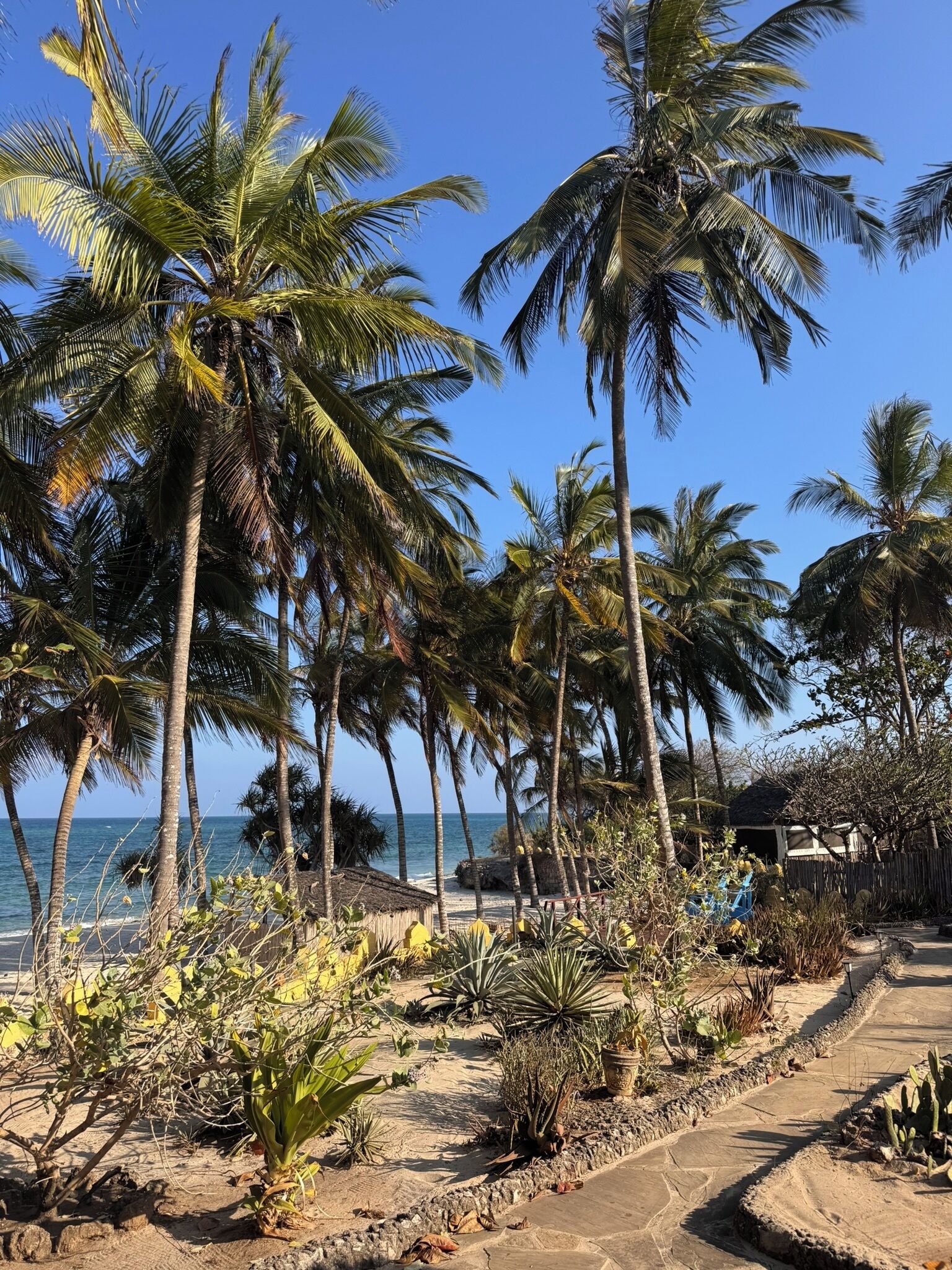 Um jardim tropical com palmeiras e diversas plantas, um caminho e vista para o oceano.