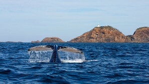 Una ballena emergiendo del océano con islas rocosas y un faro al fondo.