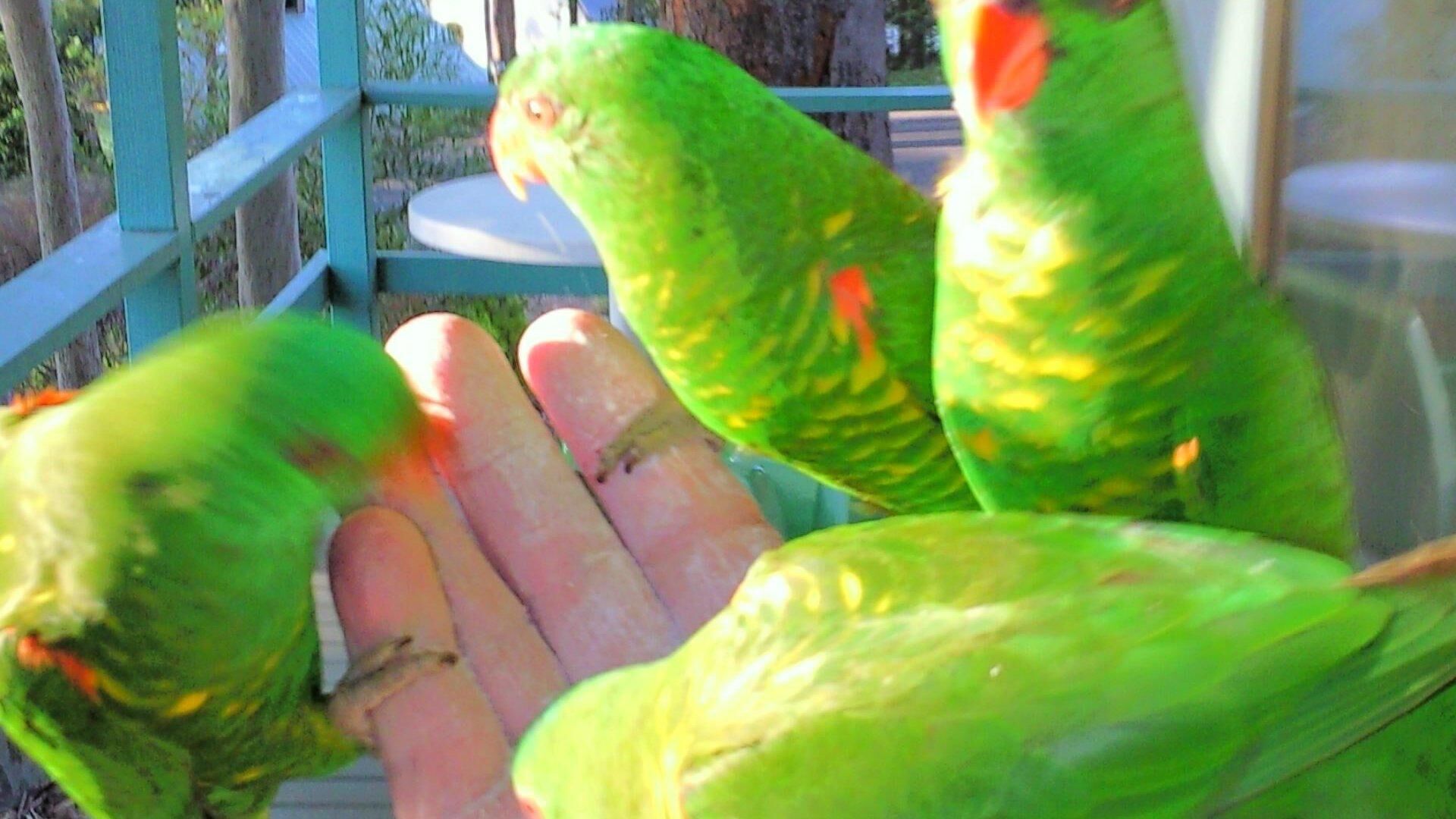 A group of green parrots with orange beaks and feet, perched on a railing.