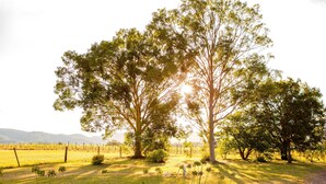 A vineyard with rows of grapevines and a few trees in the foreground. - Large villa on private vineyard in prime and secluded location (Pokolbin)