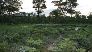 A rural landscape with a dirt path leading through a field of vegetation and trees, with a small building in the background. - Miombo Safari Camp (Dete)