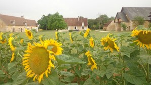 A field of sunflowers with traditional stone buildings in the background. - Chambres d'Hotes du Guillot (Sainte-Solange)