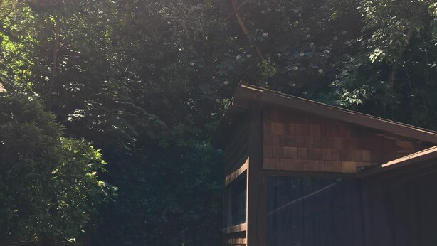 Un espacio al aire libre acogedor con un sofá y reposapiés, rodeado de abundante vegetación y una estructura de madera.