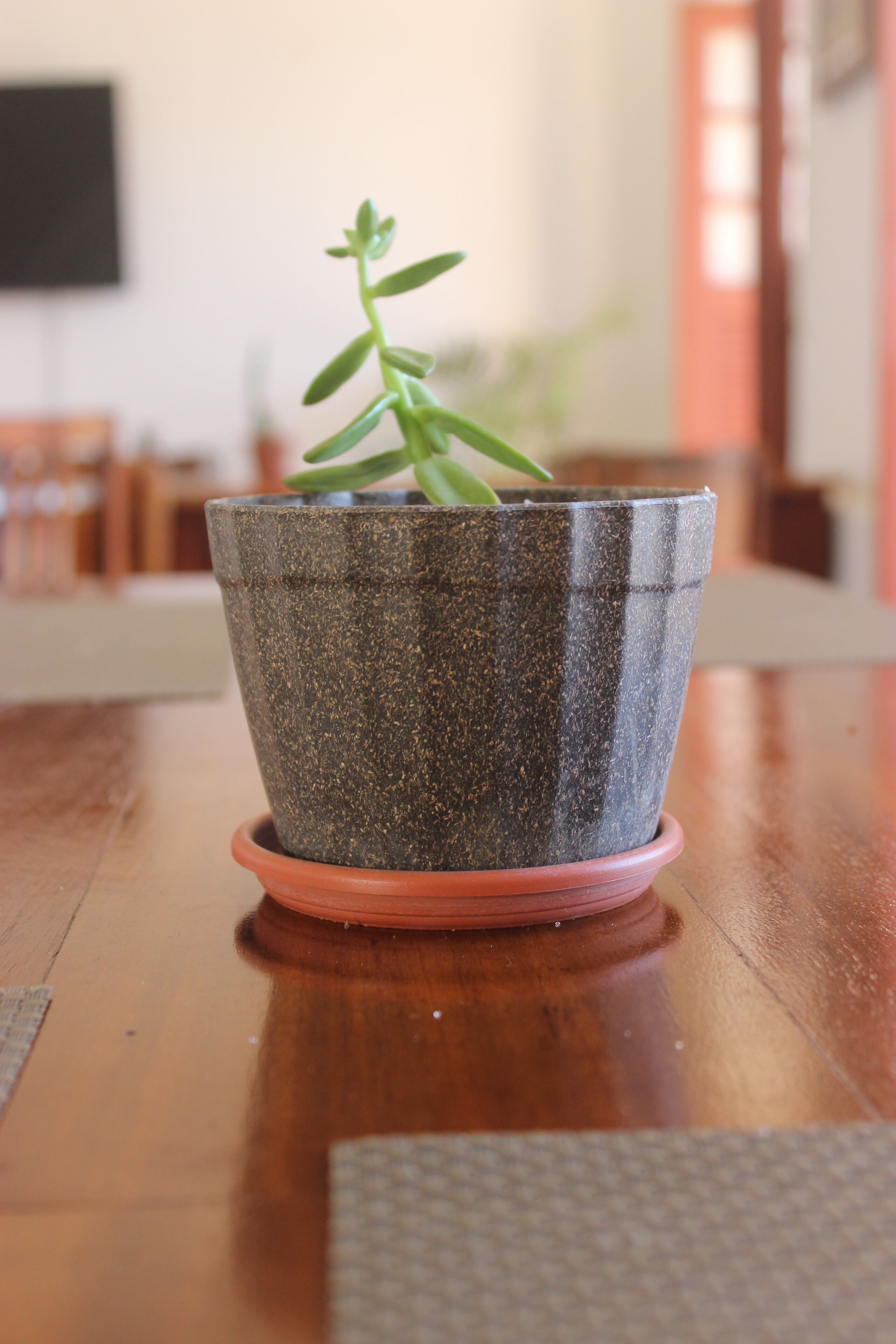 A potted plant on a wooden table.