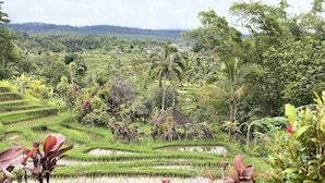 Terraced rice fields with a small structure in the foreground.
