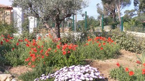 Ein Garten mit roten und violetten Blumen, einem Baum und einem Zaun.