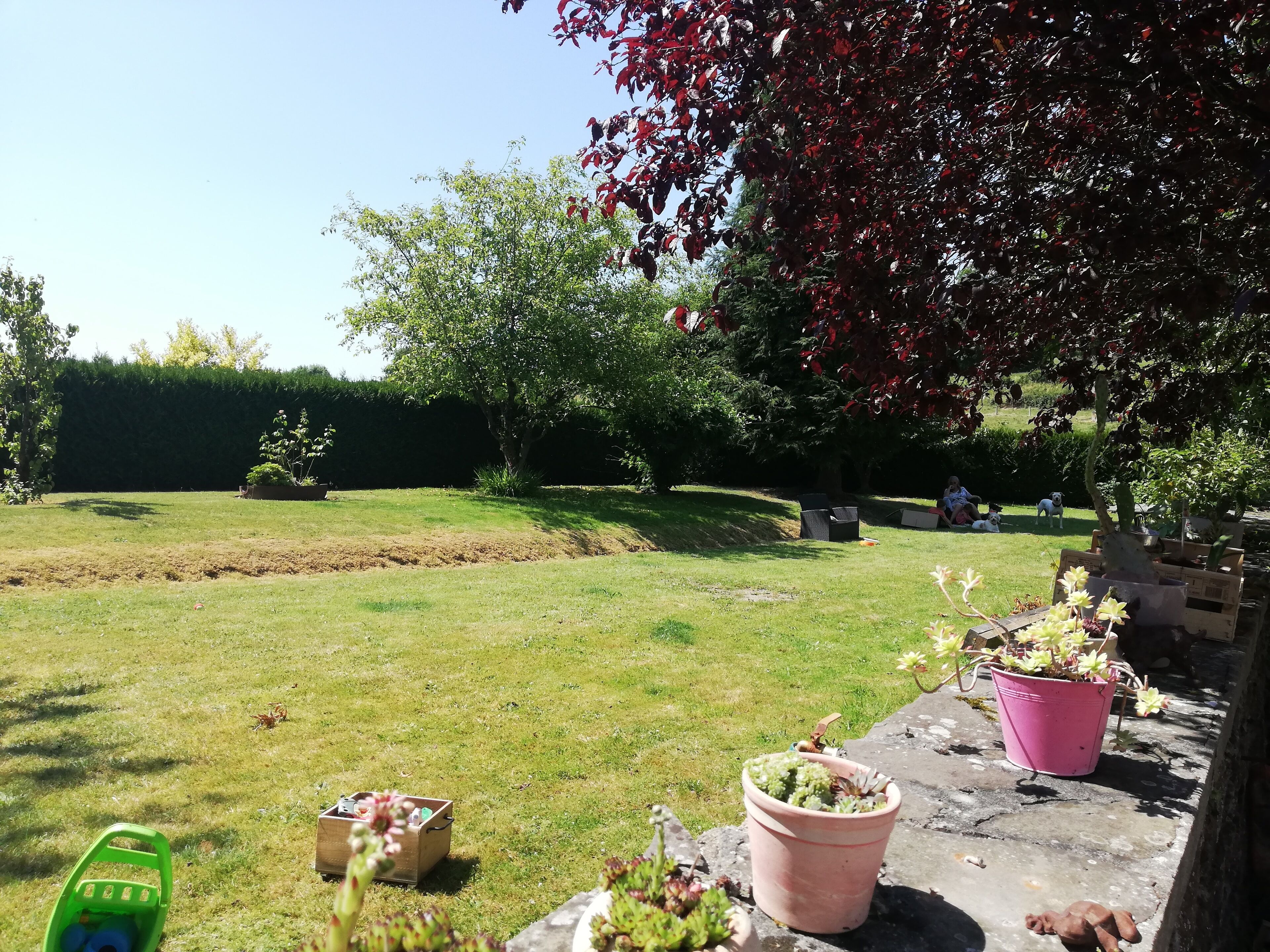 Un jardin avec une pelouse, des plantes en pot et un chemin pavé.