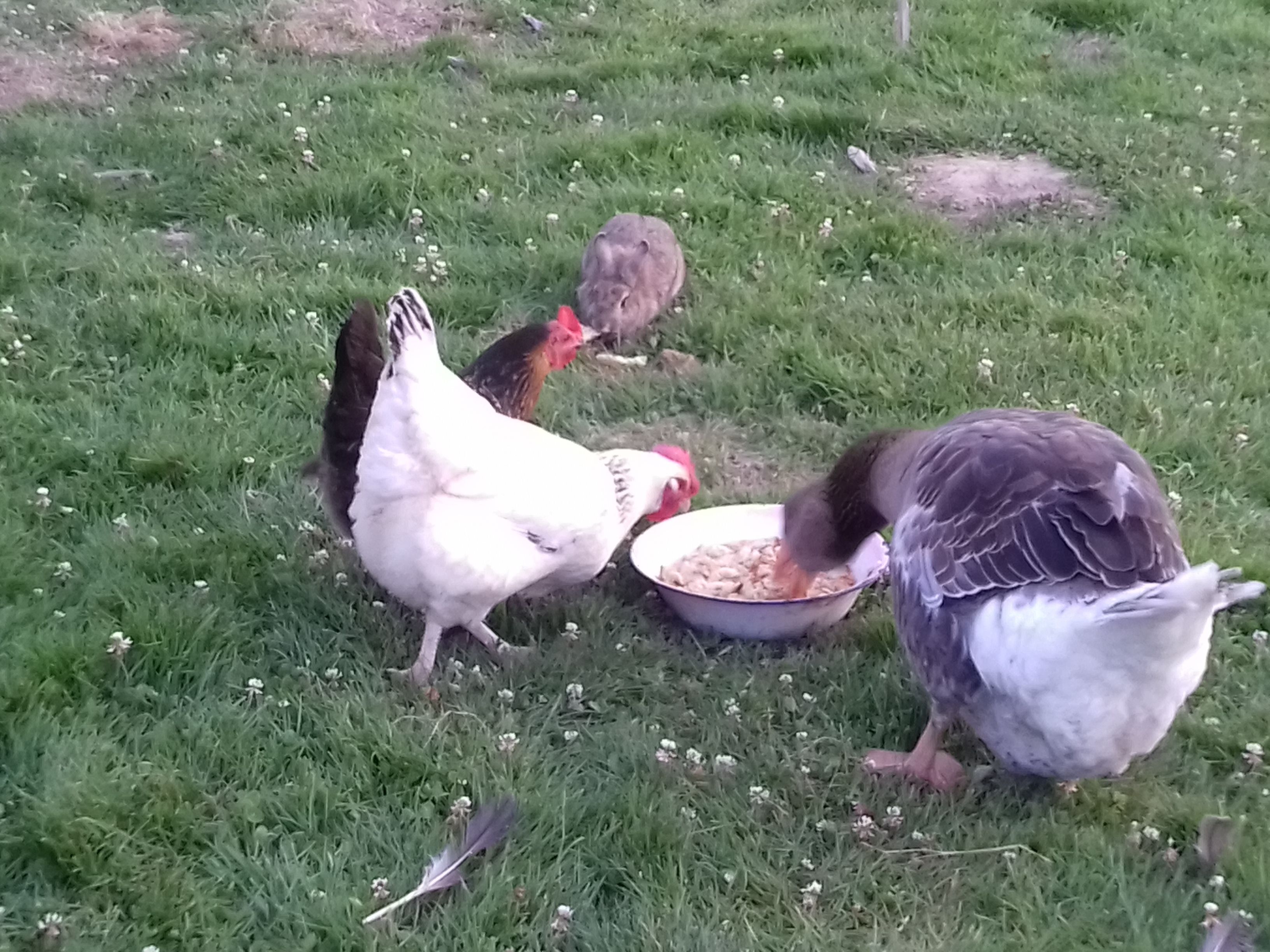 A group of chickens eating from a bowl on a grassy field.