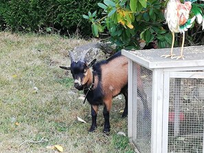 Animaux de compagnie acceptés