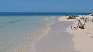 A beach with clear water, sandy shore, and a dead tree on the right. - TRAVEL THE KEYS OR JUST RELAX AT THE DOCK (Key West)