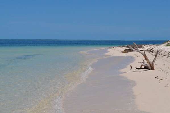 A beach with clear water, sandy shore, and a dead tree on the right.